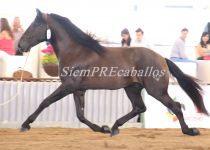 W VG BUCEFALO, DE VADETO GANADERIA, PLATA EN SEMENTALES DE 4 A